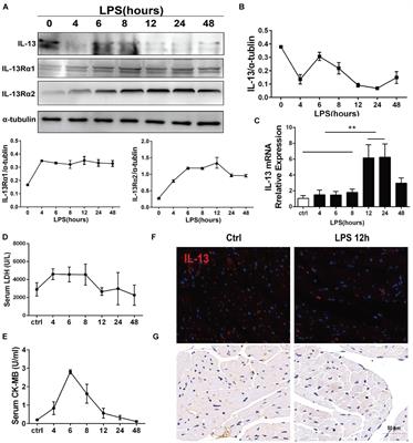 IL-13 Derived Type 2 Innate Lymphocytes Ameliorates Cardiomyocyte Apoptosis Through STAT3 Signaling Pathway